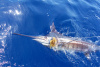 Texas Blue Marlin